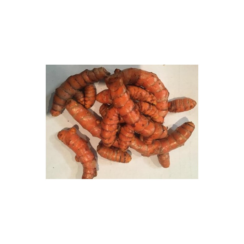 Fresh Organic Turmeric Root - 5 Lbs Whole Raw Root