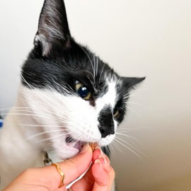 Scrumbles Scrumbles Dental Krunchies Cat Treats