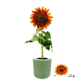 The Environet Indoor Planting Kit, Sunflower (Mardi Gras Blend) Complete Grow Kit with Green Ceramic Pot and 3 Soil Wafers, Ideal Gift for Gardeners and Plant Lovers
