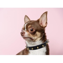 Spiked Dog Collars, Neck Strap Leather Puppy Cute Collar Punk Rivet Studded Durable with Buckle Adjustable for Small Medium Large Dogs dark brown S