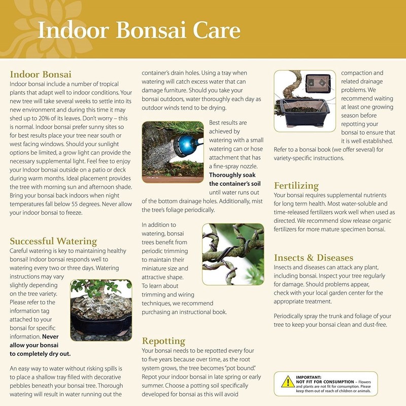 Brussel's Bonsai - Live Dwarf Jade Bonsai Tree in a