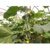 Seeds Rare Cucumber Titus F1 Early Pickling Vegetable for Planting