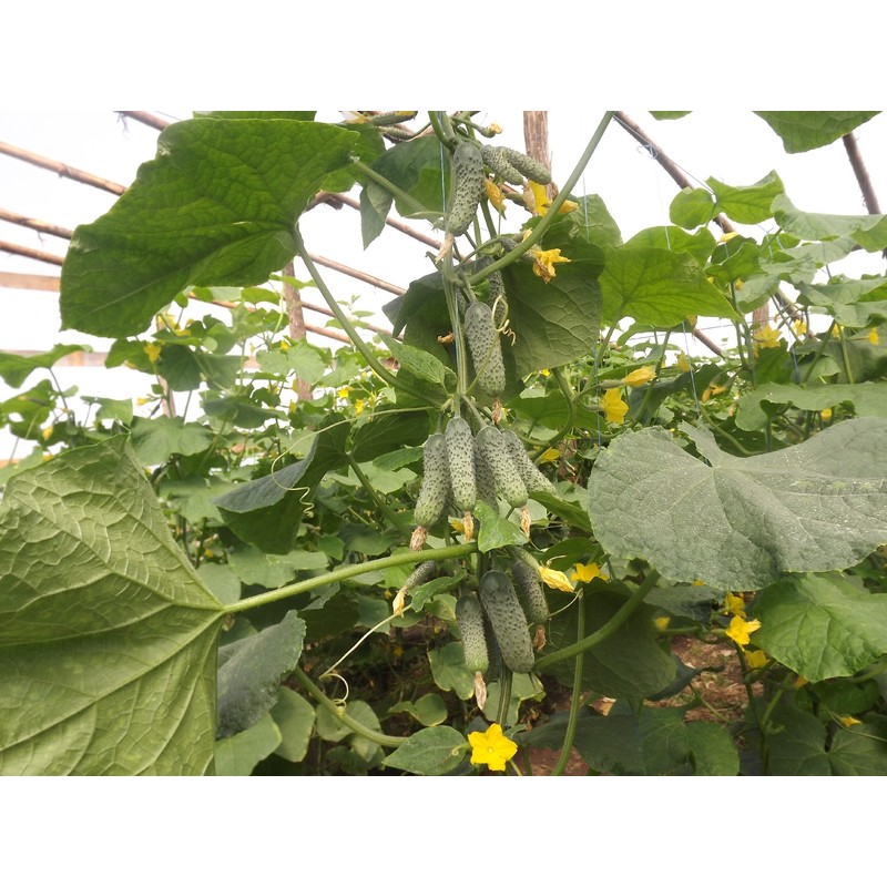 Seeds Rare Cucumber Titus F1 Early Pickling Vegetable for Planting