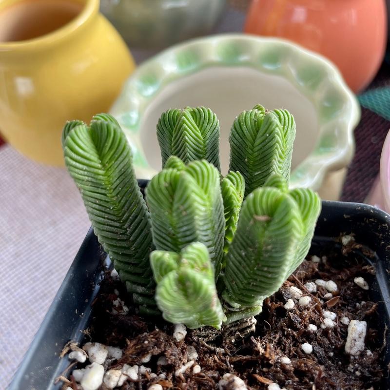 Crassula Quadrangularis (2”-2.5”), Rare Succulent Plants, Crassula Exotic, Cluster
