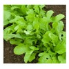 PREMIER SEEDS DIRECT - ROCKET - SALAD - CULTIVATED -