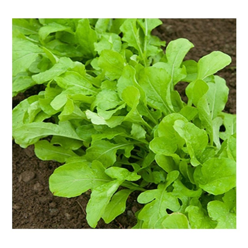 PREMIER SEEDS DIRECT - ROCKET - SALAD - CULTIVATED -