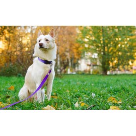 PenSeepet Basic Dog Leashes 6 FT Padded Handle Nylon Dogs Leashes for Medium Dogs Purple