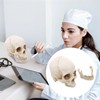 Healvian 1：1 Human Skull Model Realistic Skeleton Bones 7.47 Inch