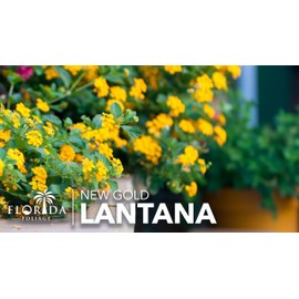 Lantana New Gold | 20 Live Plants | Lantana Camara 'New Gold' | Yellow Ground Cover for Sun | Spreading Landscape Plants for Borders Slopes Containers Beds and Walkways