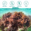 Irish Sea Moss Colourless Sea Moss (Wild Collection Vegan Raw)