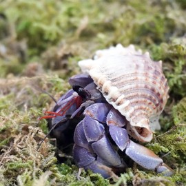 Begeterday 3.5oz Natural Moss for Hermit Crabs, Ideal for Hermit Crab Supplies for Tank Habitat