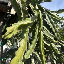 Cactus Box Full Of  Dragon Fruit  cuttings 8-14 inches long check The Description ￼ ￼