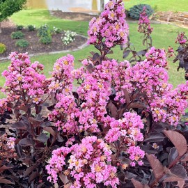 Lavender Skies Crape Myrtle, Dark Leaf, Purple Flowering, 2-3 ft. Tree Height, 7 gal. Nursery Pot (Due to Agricultural Laws, we Cannot Ship to CA, AZ, AK, or HI)