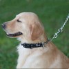 PETTOM Dog Collar, Pull Stop Collar Dogs with Safety Lock,
