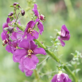Purple Mullein Seeds Verbascum Phoeniceum 'Violetta' Evergreen Perennial Drought Tolerant Deer Resistant Border Bed Garden Outdoor 50Pcs Flower Seeds by YEGAOL Garden