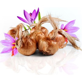 Bulbi di zafferano per piantare il tuo zafferano 500 g, bulbi di fiori da esterno per piantare nel tuo giardino interno ed esterno i tuoi fili di zafferano dalla Spagna