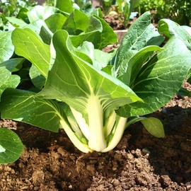 HeirloomSupplySuccess 100 Heirloom Chinese Cabbage (Bok Choy) Seeds