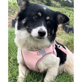 Aecllcea Dog Harness for Small Medium Sized Dog, Puppy Harness and Leash Set Training, Dog Harness and Leash Set, Dog Vest Harness, Dog Harness Small Sized Dog, Small Dog Harness. (Peach, XXS)