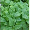 LEMON MINT * 150 SEEDS* MEDICINAL * HEALTHFUL *