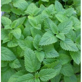 LEMON MINT * 150 SEEDS* MEDICINAL * HEALTHFUL *