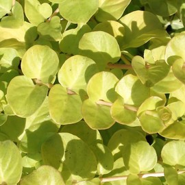 Classy Groundcovers, Golden Creeping Jenny, Golden Moneywort, Aurea Creeping Jenny (Flat of 18 Pots, 3 1/4 inch Square)
