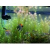 20 STEMS Rotala Rotundifolia Tropical Freshwater Aquarium Live Plants