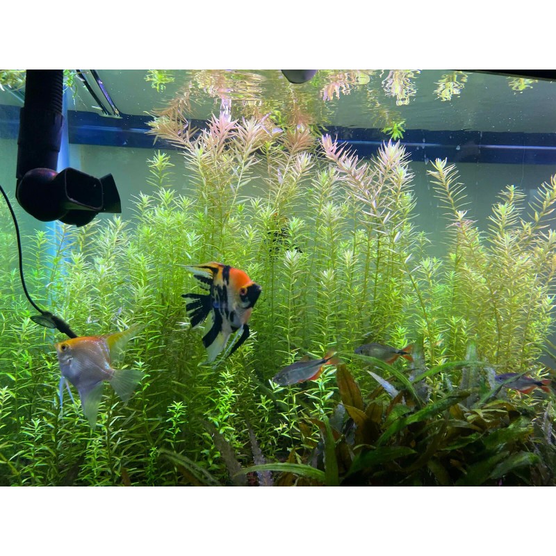 20 STEMS Rotala Rotundifolia Tropical Freshwater Aquarium Live Plants