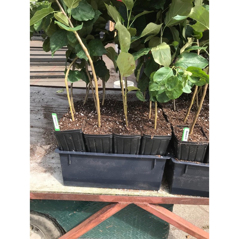 Stuewe & Sons – Mini Treepot Growing Kit - TP49