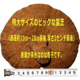 国産 特大 霊芝 200g 大きい 肉厚 れいし レイシ (200ｇ×1）きのこの石原産業
