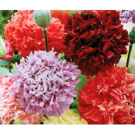 Southeast Seeds Poppy Peony Double Mixed, Red Pink White Purple Flowers, Variety Size Packets - 250 Seeds