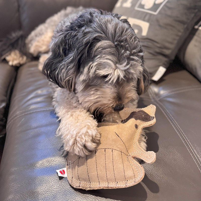 SPOT Dura-Fused Leather Raccoon Dog Toy – Real Leather &