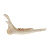 One Assorted Real Deer Jaw Bone