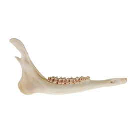 One Assorted Real Deer Jaw Bone