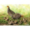Grey partridge family greeting card by Dick Twinney