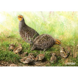 Grey partridge family greeting card by Dick Twinney