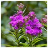 Everwilde Farms - 500 Common Ironweed Native Wildflower Seeds -