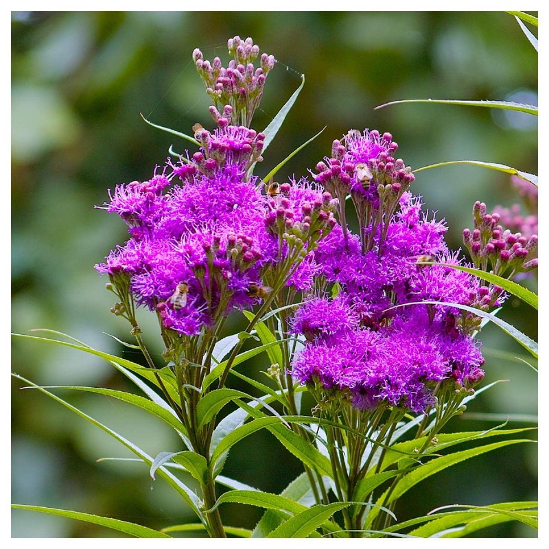 Everwilde Farms - 500 Common Ironweed Native Wildflower Seeds -