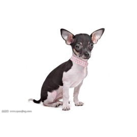 haoyueer Bling Rhinestone PU Leather Crystal Diamond Pet Dog Cat Puppy Collar Black S M L XL