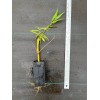 Santiam Nursery Golden weeping willow plant , perfect for bonsai
