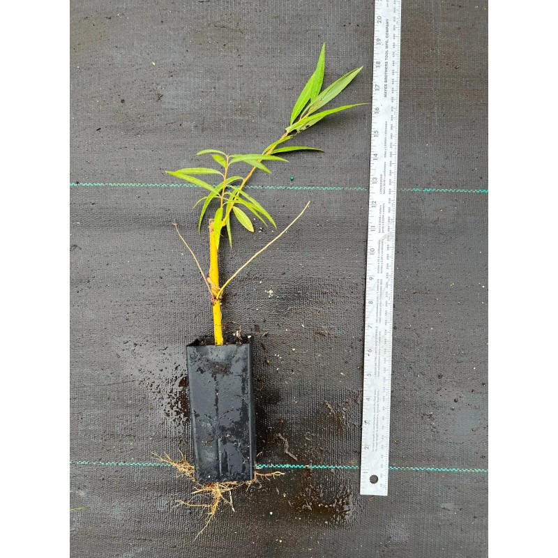Santiam Nursery Golden weeping willow plant , perfect for bonsai