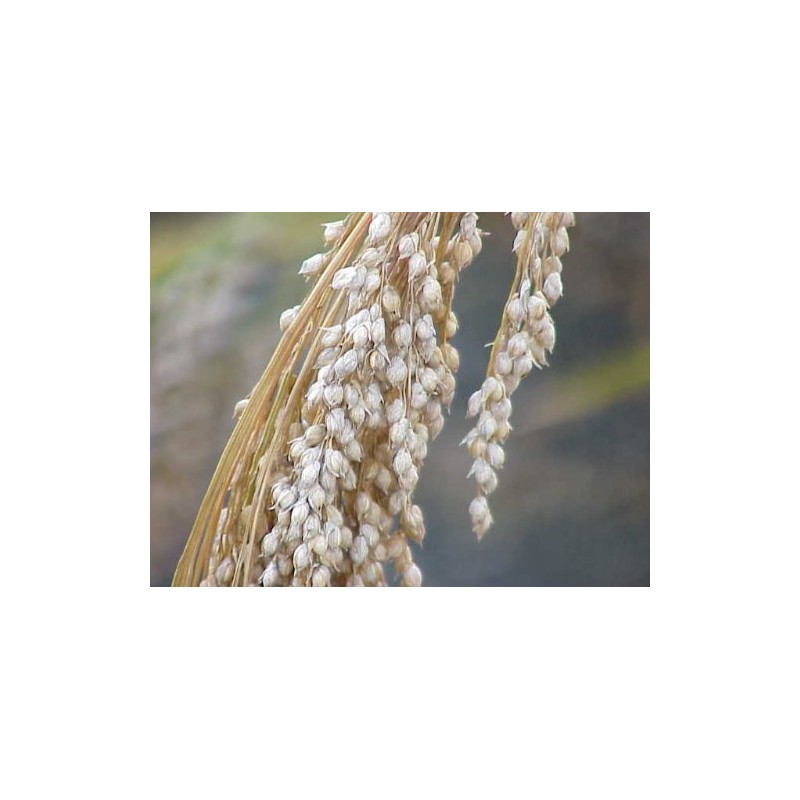 Bean Power Specialty Japanese Mochibi 17.6 oz (500 g)