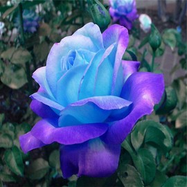 100 Pcs Rare Lavender hues Pink Roses Climbing Plant Seeds Balcony Garden Potted Rose Heirloom Flowers Yard Decor