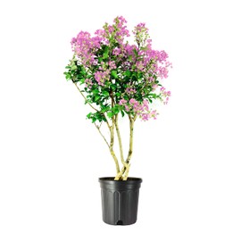 Crape Myrtle Muskogee | 2 Extra Large 3 Gallon Plants | Lagerstroemia Indica | Beautiful Low Maintenance Lavender Blooming Tree