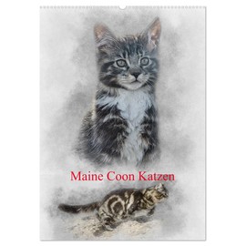 Maine Coon Katzen (Wandkalender 2026 DIN A2 hoch), CALVENDO Monatskalender: Eine der größten Katzen der Welt: Maine-Coon (CALVENDO Tiere)