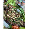 PhaSauce Vietnamese Marinade Bundle Lemongrass Curry and Garlic flavor marinade