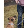 Dog Training Collar with Remote Controller - E Collar for