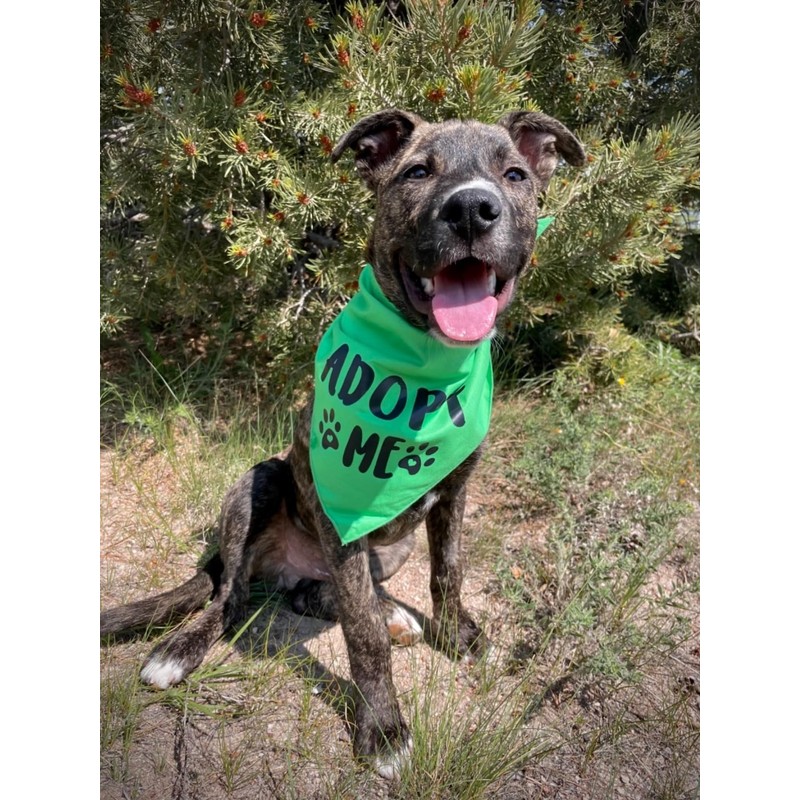 Pawskido Adopt Me - Bandana para perros, Paquete de 5