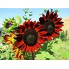 200+ Sunflower Seeds Mix - 15+ Varieties Heirloom, Non-GMO Bulk