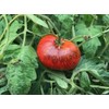 Dark Galaxy Heirloom Tomato Premium Seed Packet