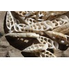 10pc Natural Cerithium Vertagus Seashells, Sliced Cut, 1.5-2 inch, White